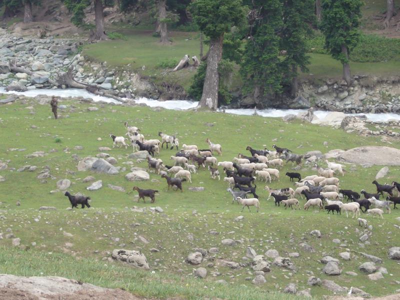 Travel - India - Kashmir - Aru - Lidderwat Expedition